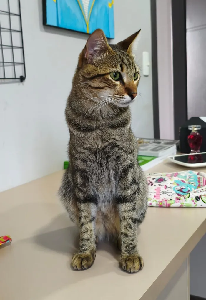 Gato raça SRD-ViraLata idade 1 ano nome Tunico 