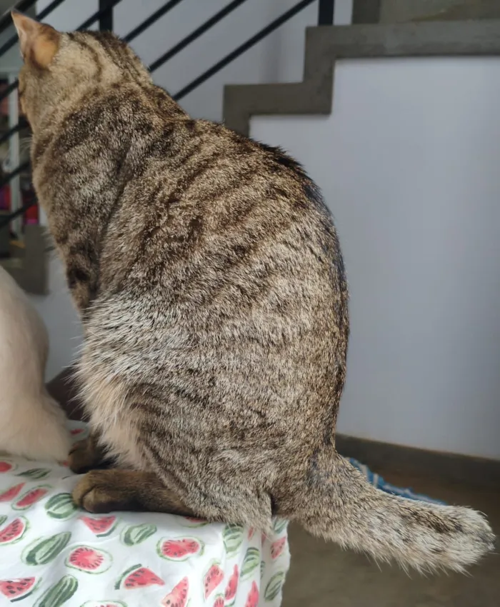 Gato raça SRD-ViraLata idade 1 ano nome Tunico 