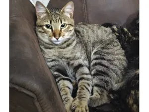 Gato raça SRD-ViraLata idade 1 ano nome Tunico 