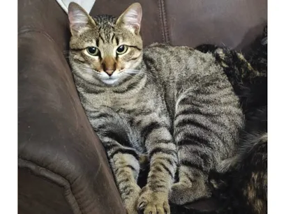 Gato raça SRD-ViraLata idade 1 ano nome Tunico 