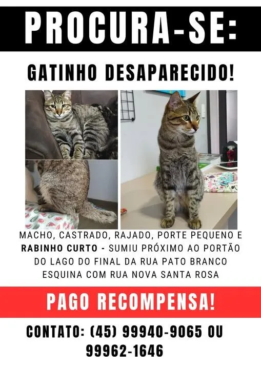 Gato raça SRD-ViraLata idade 1 ano nome Tunico 