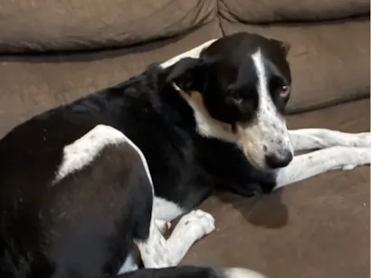 Cachorro raça SRD-ViraLata idade 5 anos nome Shiva