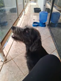 Cachorro raça SRD-ViraLata idade 1 ano nome THEO