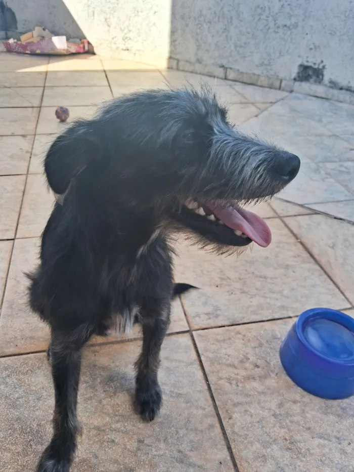 Cachorro raça SRD-ViraLata idade 1 ano nome THEO