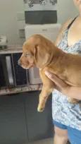 Cachorro raça SRD-ViraLata idade 2 a 6 meses nome Nina