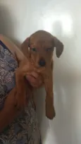 Cachorro raça SRD-ViraLata idade 2 a 6 meses nome Nina