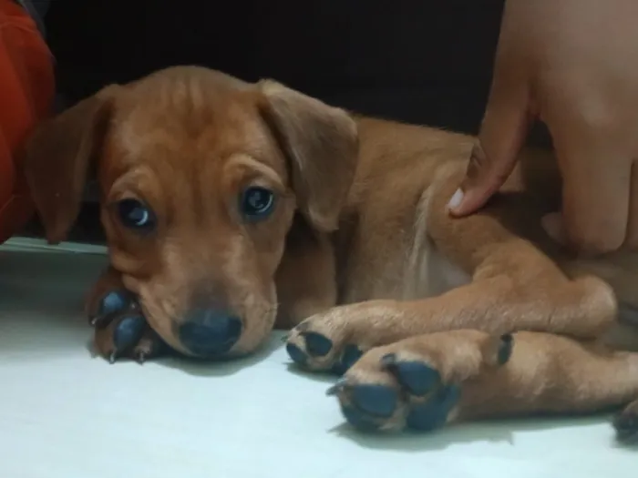 Cachorro raça SRD-ViraLata idade 2 a 6 meses nome Nina