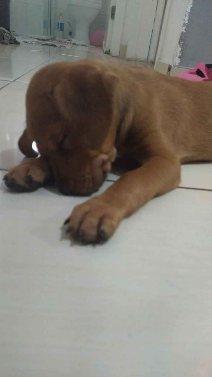 Cachorro raça SRD-ViraLata idade 2 a 6 meses nome Nina