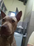 Cachorro raça Pit-Bull idade 2 a 6 meses nome Atena