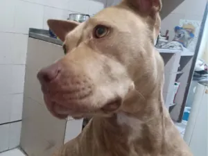 Cachorro raça Pit-Bull idade 2 a 6 meses nome Atena