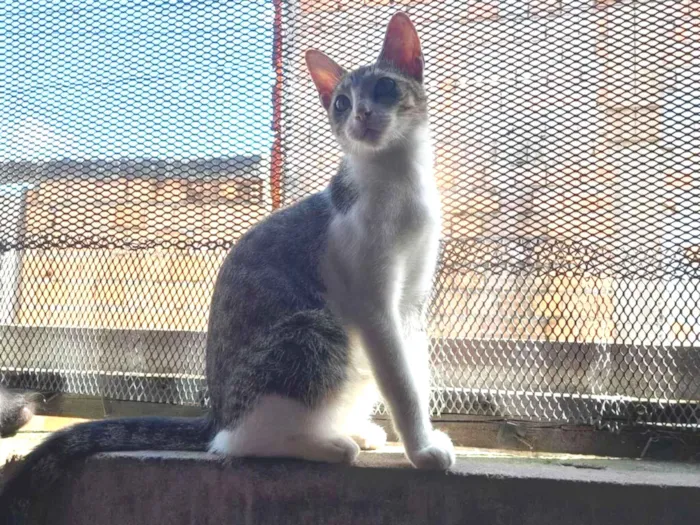 Gato raça SRD-ViraLata idade 4 anos nome Toreto 