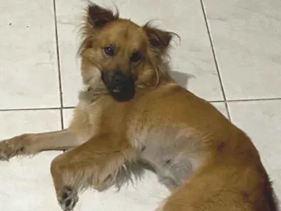 Cachorro raça SRD-ViraLata idade 3 anos nome Lia