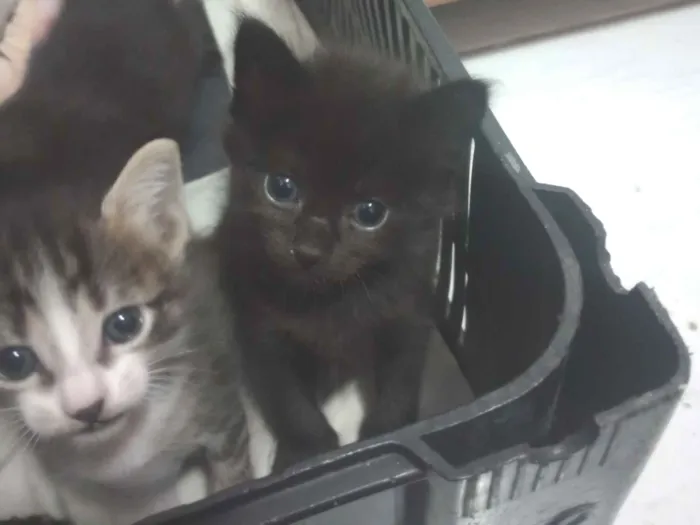 Gato raça SRD-ViraLata idade Abaixo de 2 meses nome Mavie (meivie)