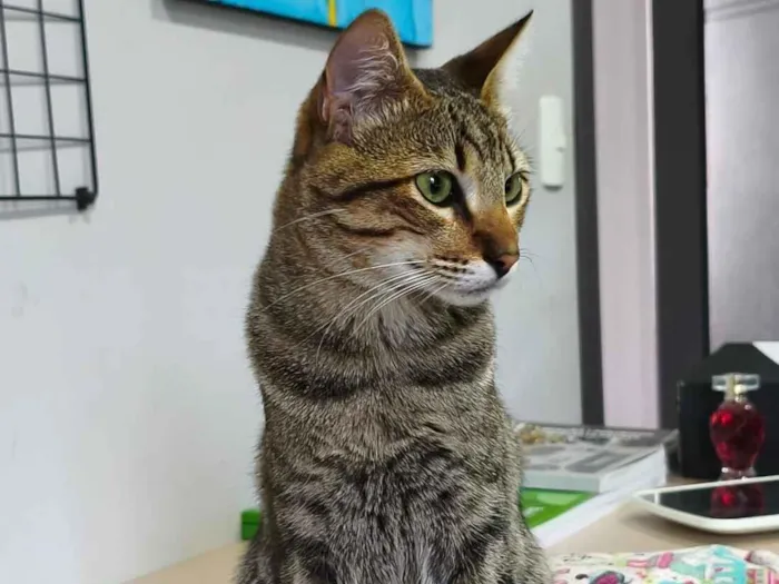 Gato raça SRD-ViraLata idade 1 ano nome Tunico 