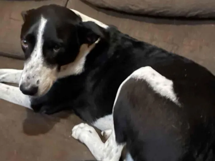 Cachorro raça SRD-ViraLata idade 5 anos nome Shiva