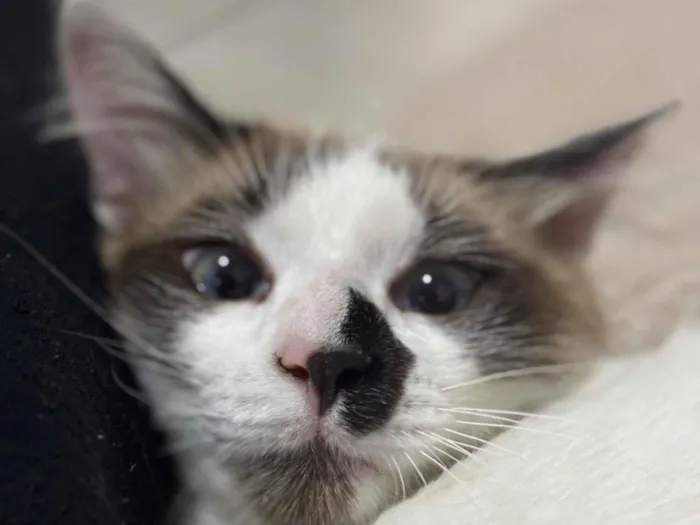 Gato raça Exótico idade 7 a 11 meses nome sem nome 