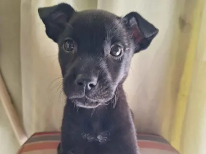 Cachorro raça SRD-ViraLata idade Abaixo de 2 meses nome DOCINHO E CAFÉ 