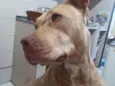 Cachorro raça Pit-Bull idade 2 a 6 meses nome Atena