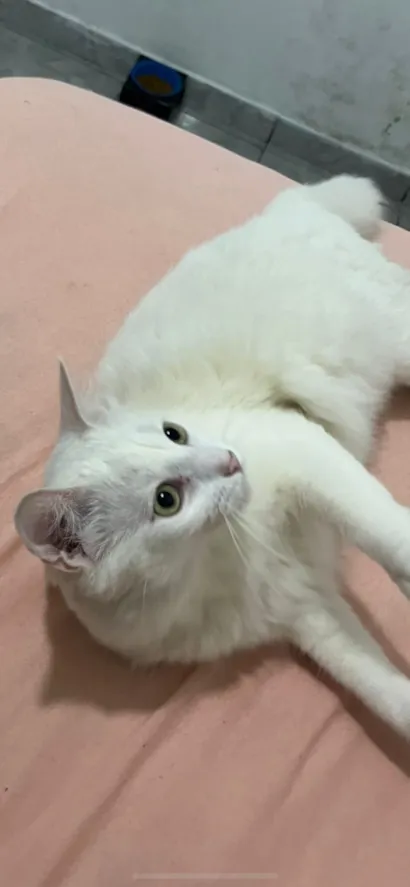 Gato branco para doação 