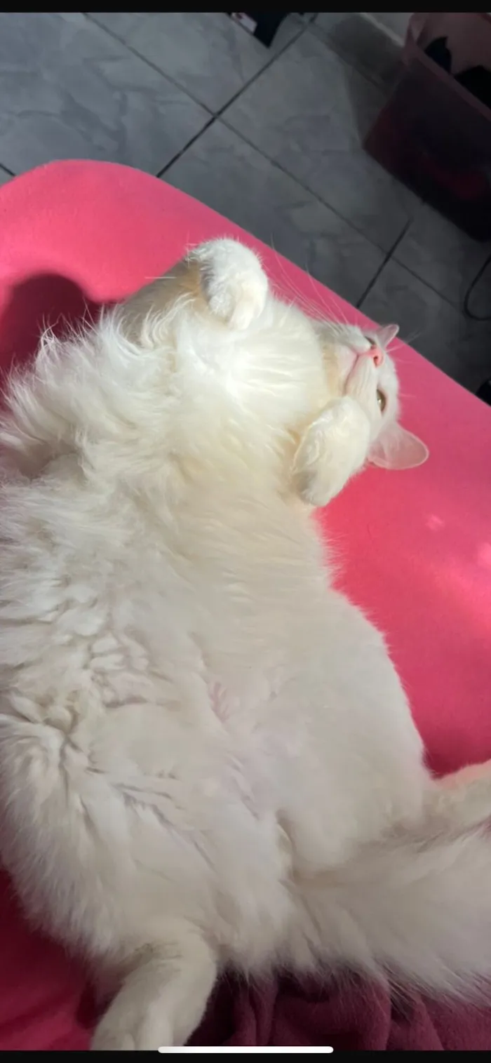 Gato branco para doação 