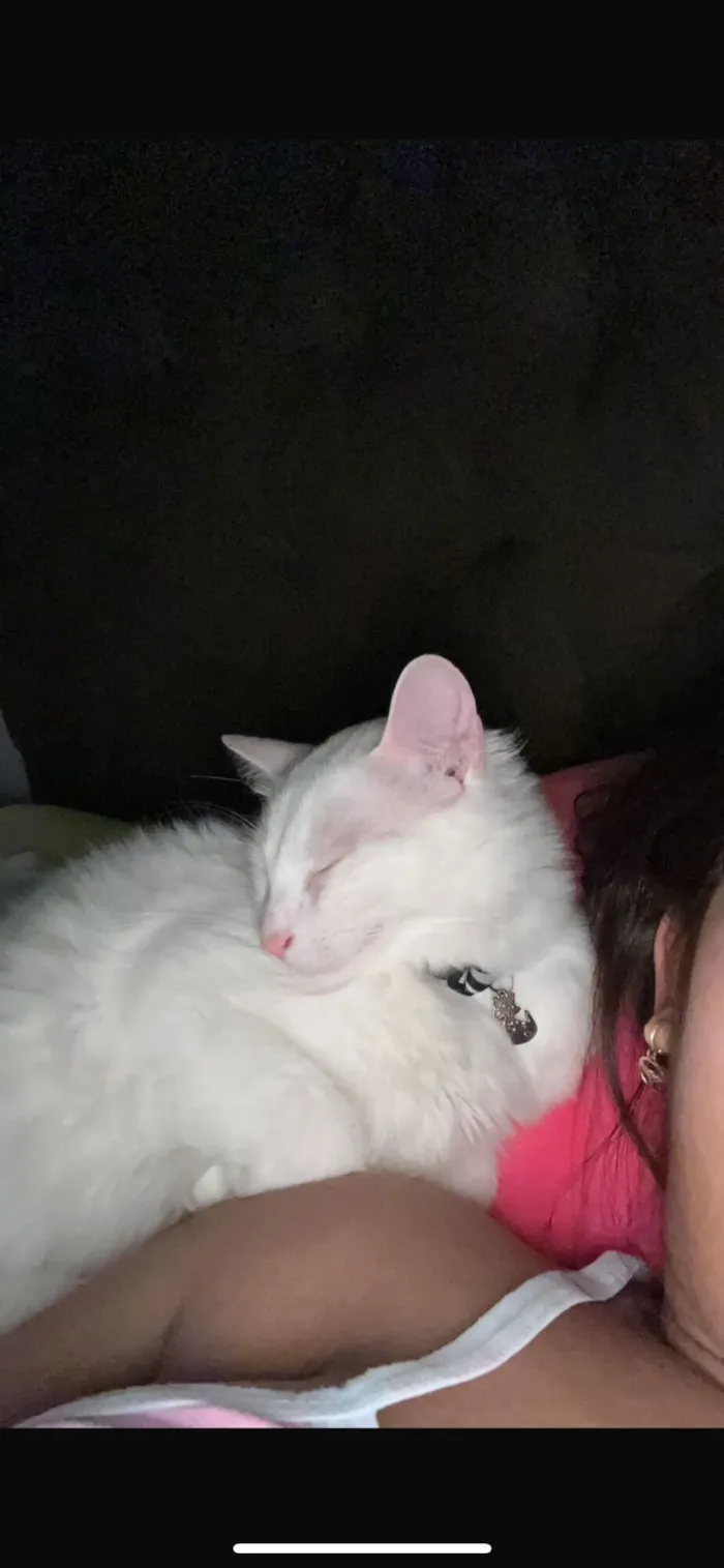 Gato branco para doação 