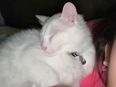 Gato branco para doação 