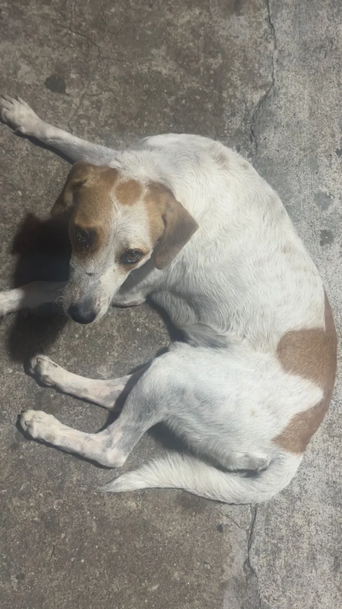 Cachorro raça SRD-ViraLata idade 2 anos nome Chupisco 
