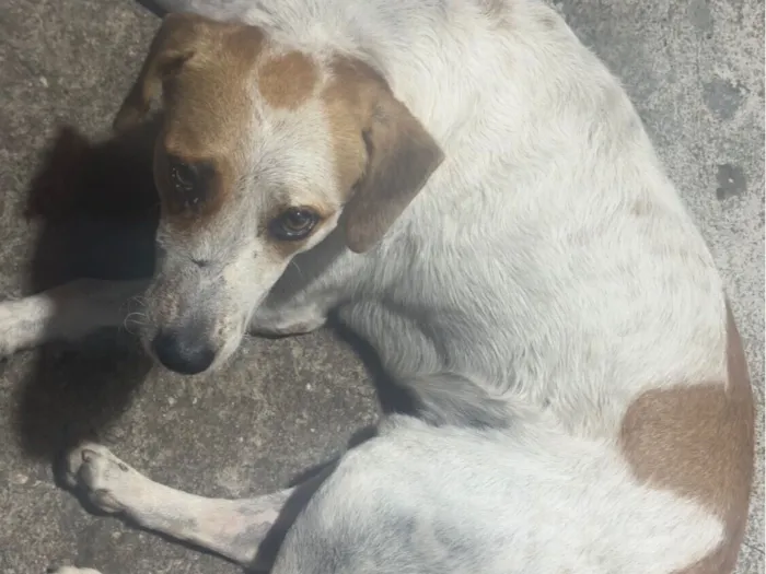 Cachorro raça SRD-ViraLata idade 2 anos nome Chupisco 
