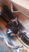 Gato raça SRD-ViraLata idade Abaixo de 2 meses nome Doação responsável 