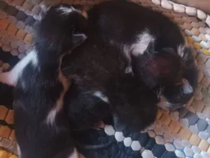 Gato raça SRD-ViraLata idade Abaixo de 2 meses nome Doação responsável 