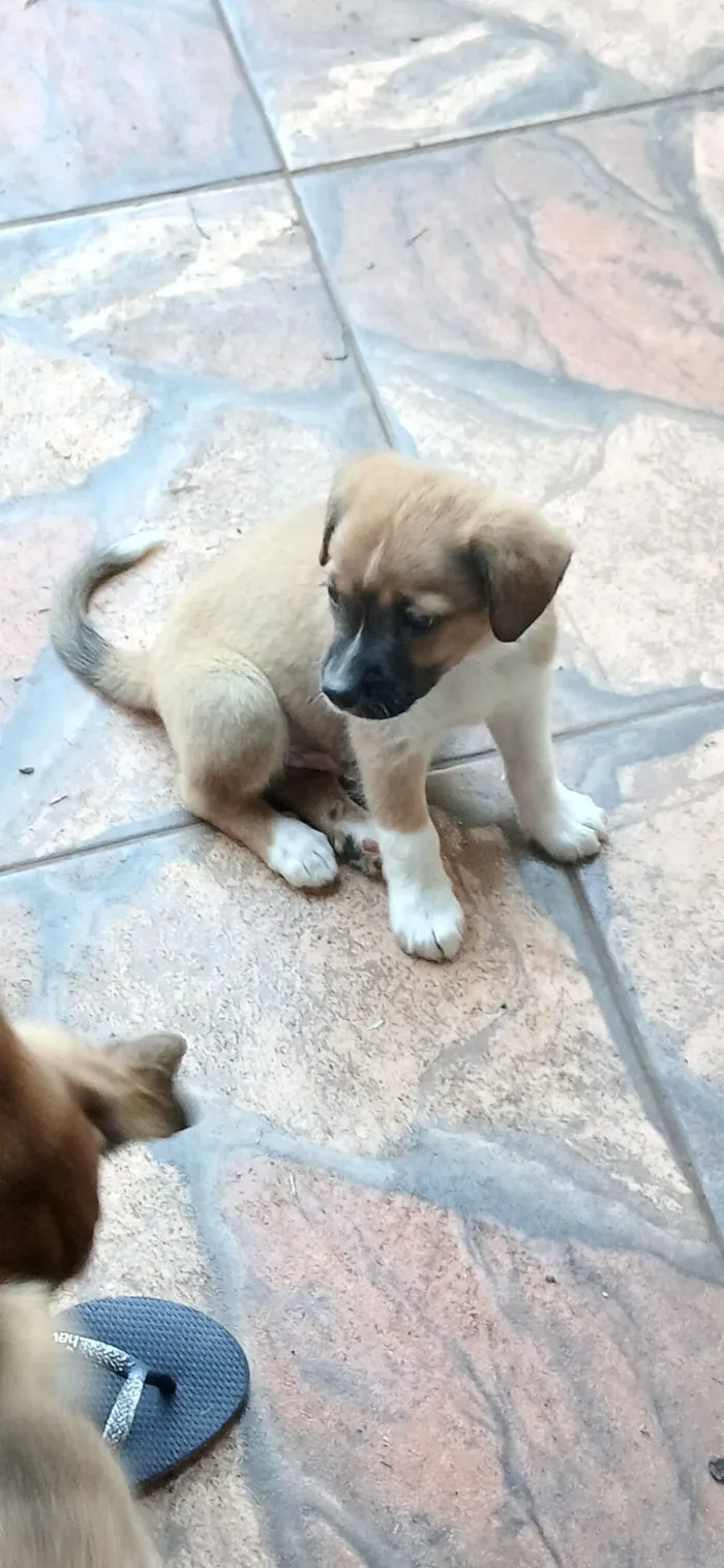 Cachorro raça SRD-ViraLata idade 2 a 6 meses nome Lara e seus filhotes