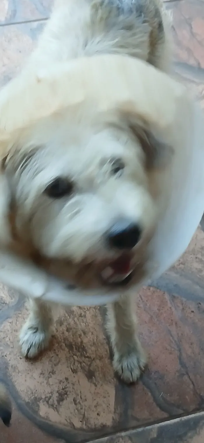 Cachorro raça SRD-ViraLata idade 2 a 6 meses nome Lara e seus filhotes