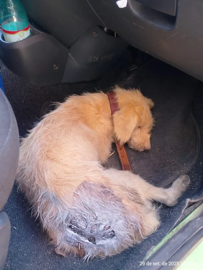 Cachorro raça SRD-ViraLata idade 2 a 6 meses nome Lara e seus filhotes