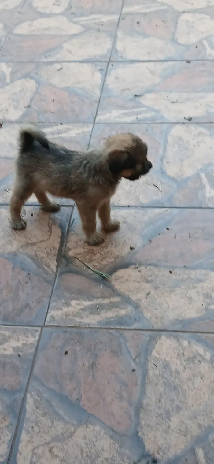 Cachorro raça SRD-ViraLata idade 2 a 6 meses nome Lara e seus filhotes