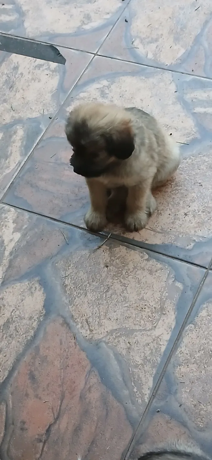 Cachorro raça SRD-ViraLata idade 2 a 6 meses nome Lara e seus filhotes