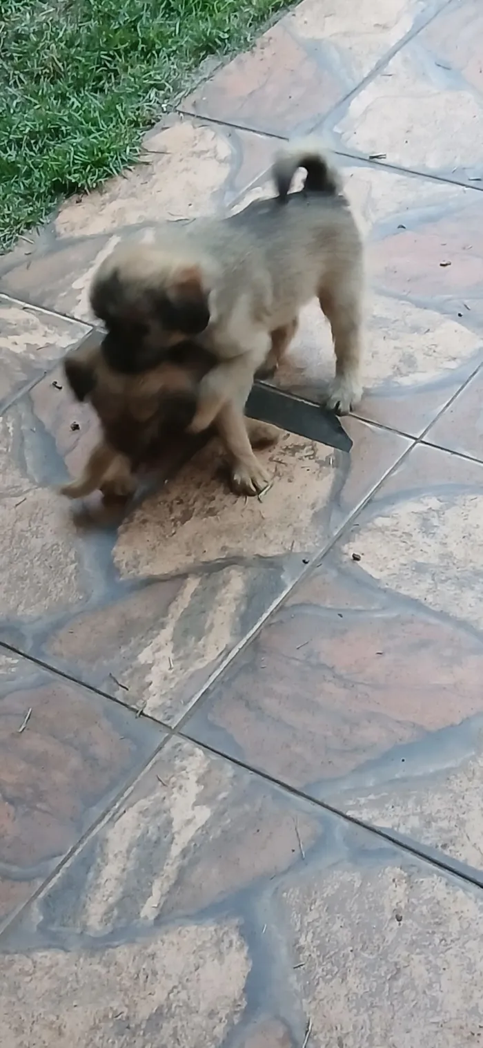 Cachorro raça SRD-ViraLata idade 2 a 6 meses nome Lara e seus filhotes