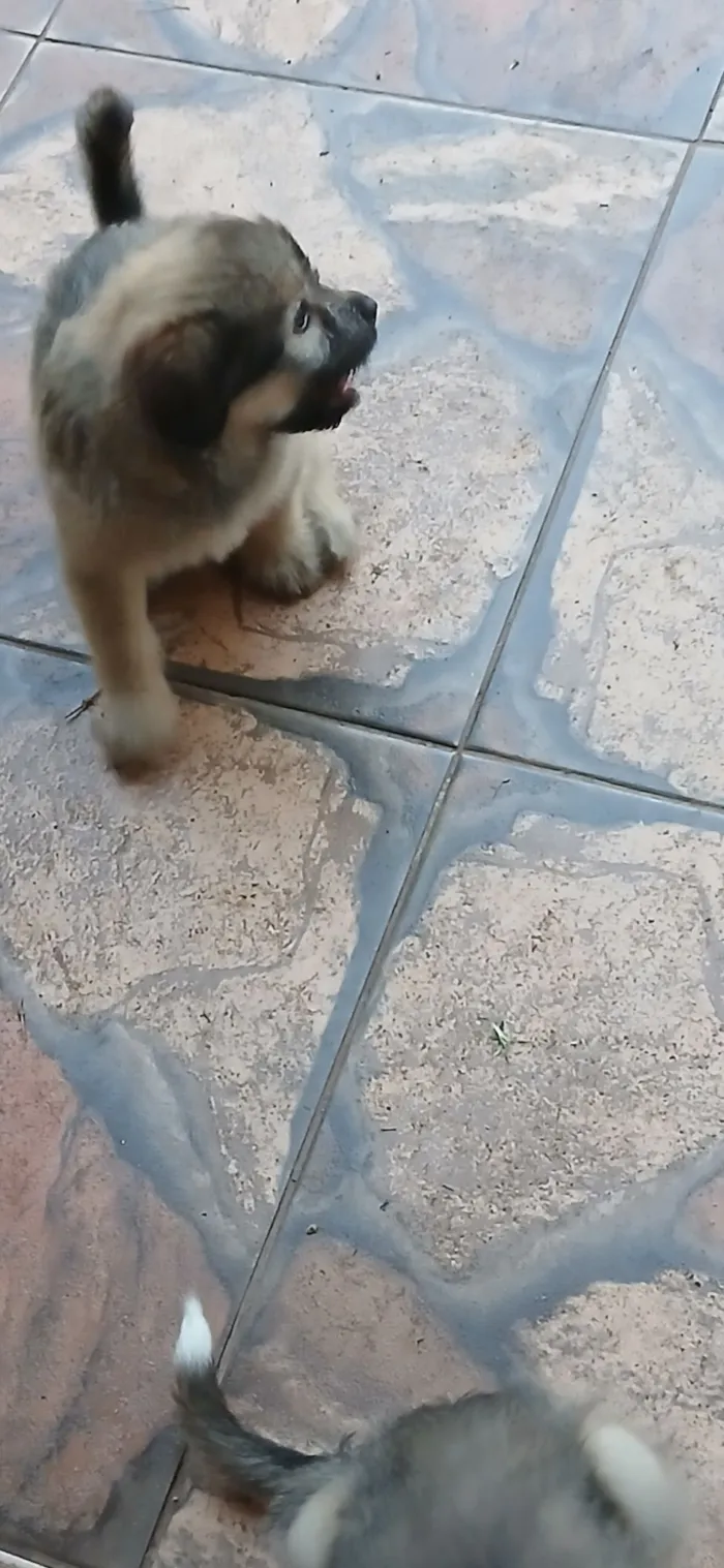 Cachorro raça SRD-ViraLata idade 2 a 6 meses nome Lara e seus filhotes