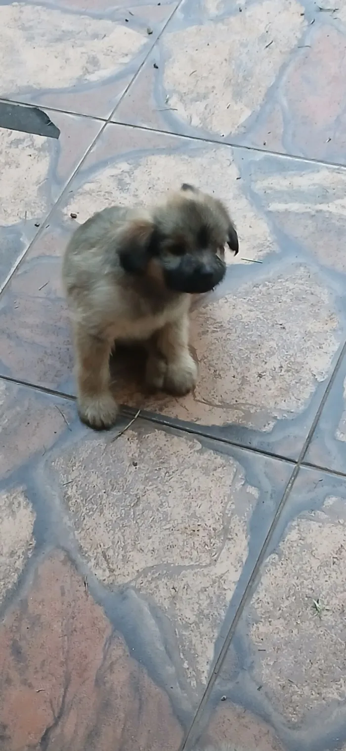 Cachorro raça SRD-ViraLata idade 2 a 6 meses nome Lara e seus filhotes