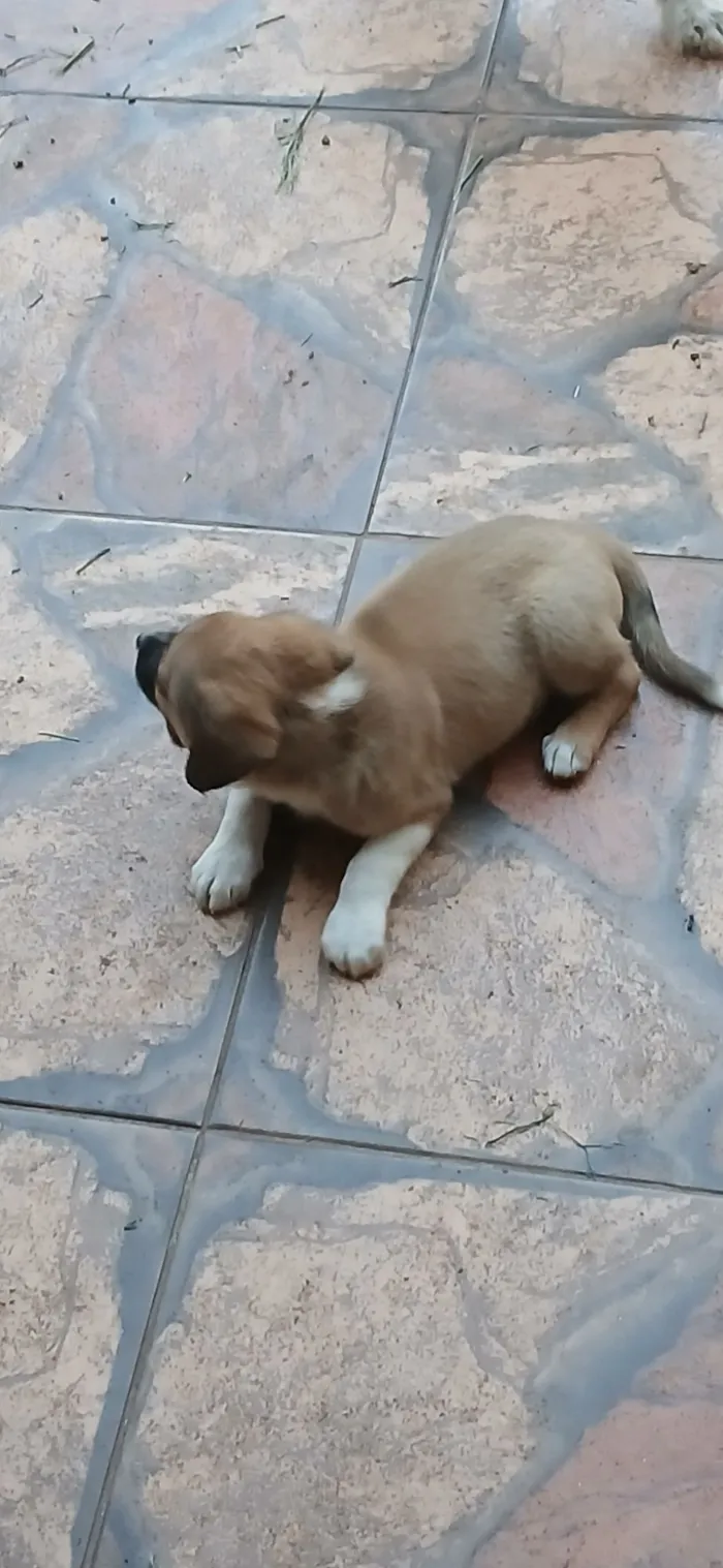 Lara e seus filhotes