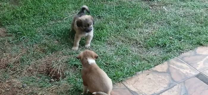 Cachorro raça SRD-ViraLata idade 2 a 6 meses nome Lara e seus filhotes