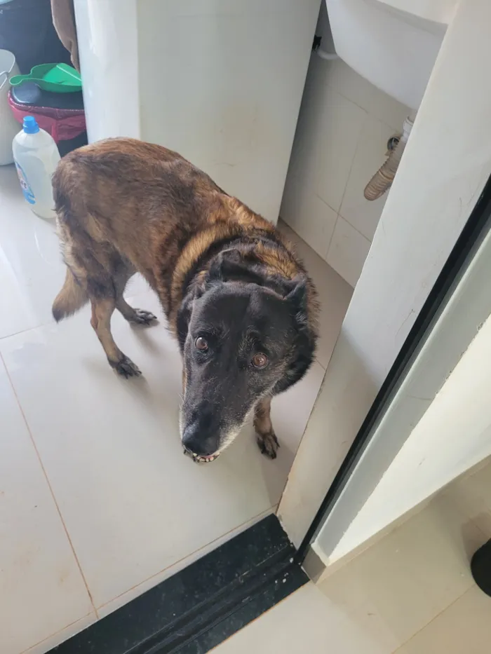 Cachorro raça Pastor Alemão idade 6 ou mais anos nome Lua