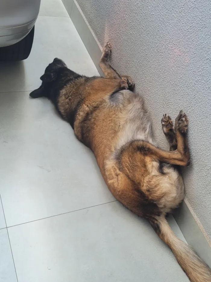 Cachorro raça Pastor Alemão idade 6 ou mais anos nome Lua