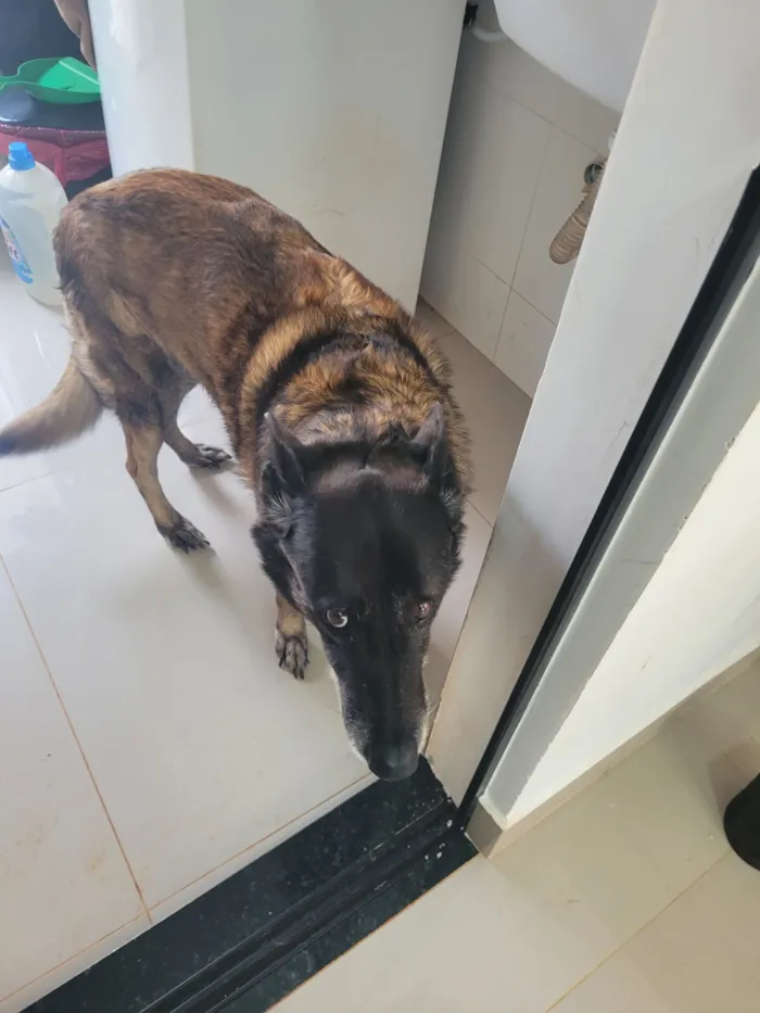 Cachorro raça Pastor Alemão idade 6 ou mais anos nome Lua