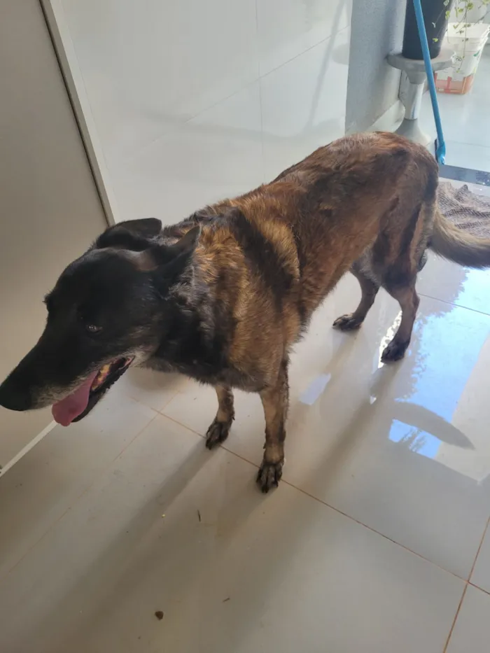 Cachorro raça Pastor Alemão idade 6 ou mais anos nome Lua