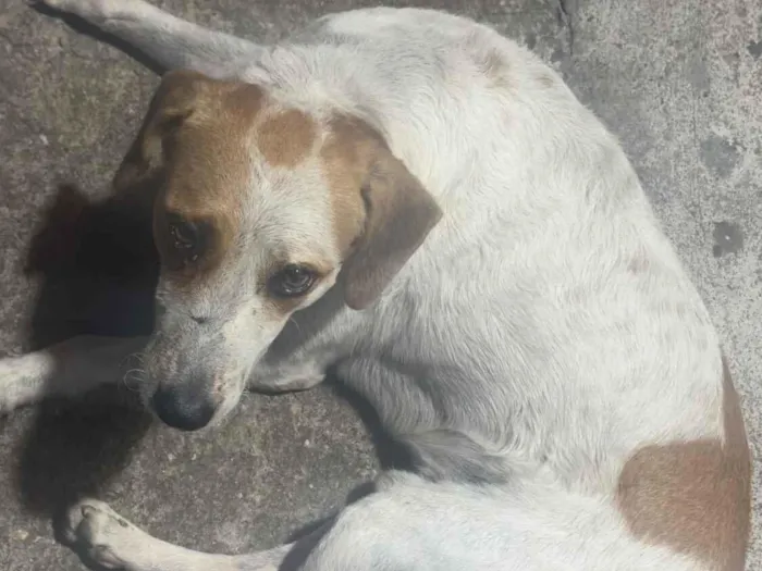 Cachorro raça SRD-ViraLata idade 2 anos nome Chupisco 
