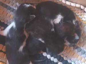 Gato raça SRD-ViraLata idade Abaixo de 2 meses nome Doação responsável 