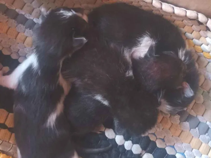 Gato raça SRD-ViraLata idade Abaixo de 2 meses nome Doação responsável 