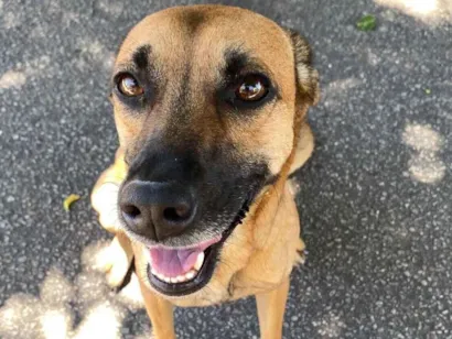 Cachorro raça SRD-ViraLata idade 2 a 6 meses nome LUNA 