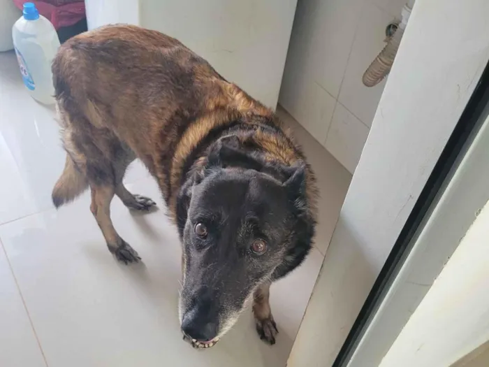 Cachorro raça Pastor Alemão idade 6 ou mais anos nome Lua