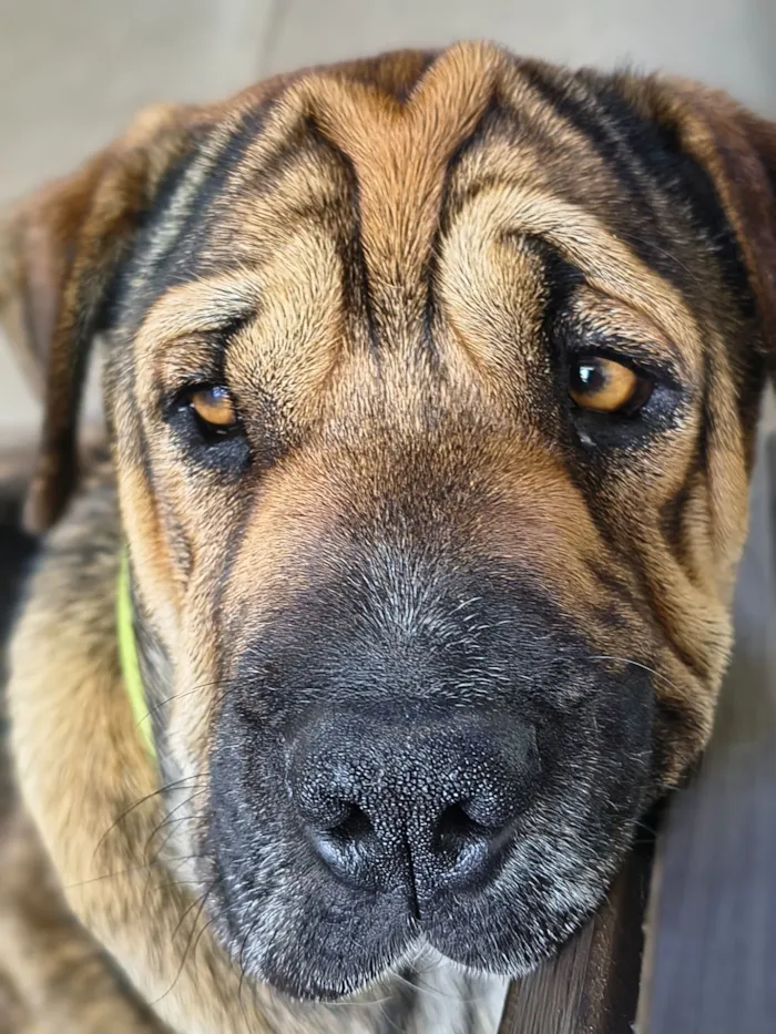 Cachorro raça SRD-ViraLata idade 1 ano nome Garibaldi